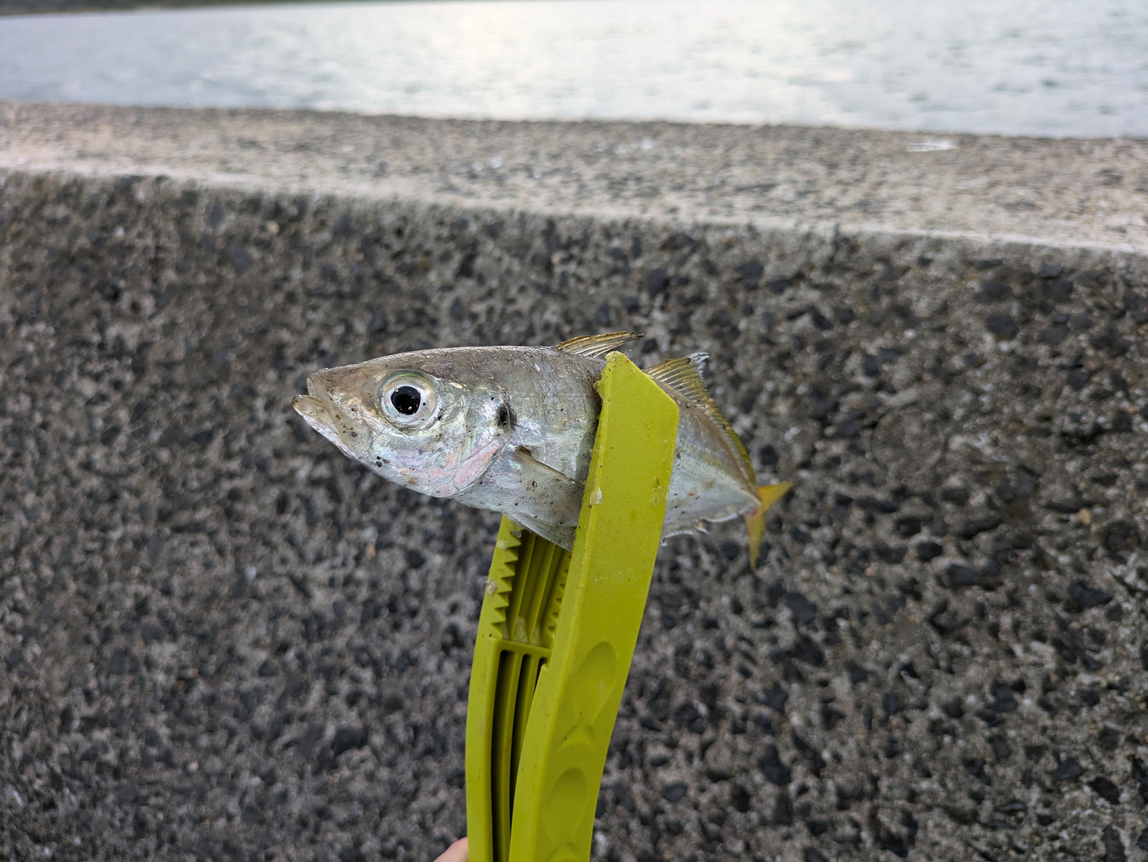 アジ(マアジ)